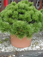 Pinus mugo ´ Pumilio´