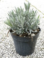 Lavanda / Sivka