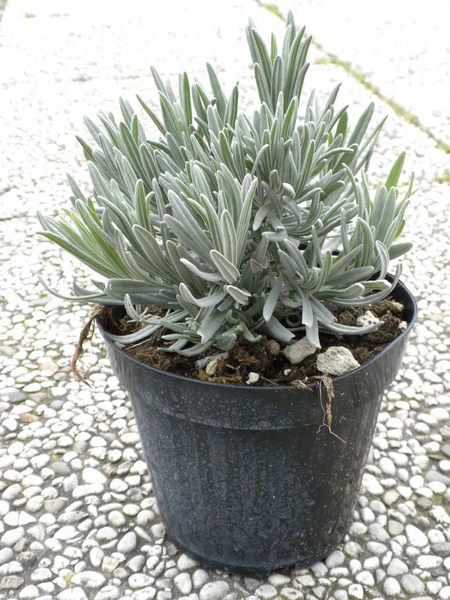 Lavanda / Sivka